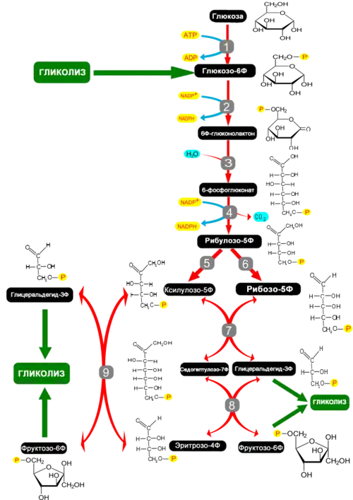 Пентозофосфатный путь16 февраля 2015