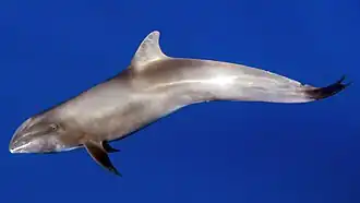 Бесклювый дельфин в водах Майотта