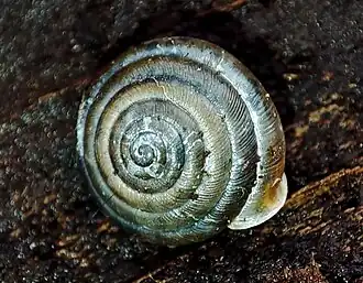 Ольшанница двузубая