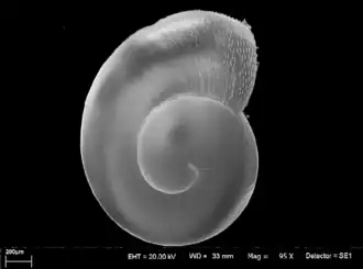 Эмбриональная раковина Perforatella bidentata