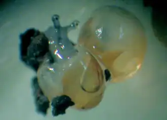 Молодая особь Perforatella bidentata в процессе вылупления