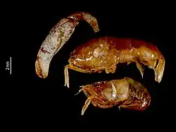 Periclimenaeus hecate