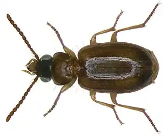 Perigona nigriceps