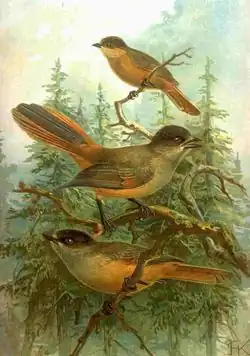 Иллюстрация 1905 года