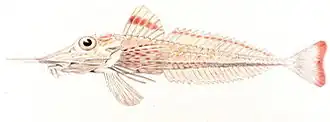 Peristedion gracile