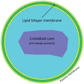 Пероксисома14 марта 2017