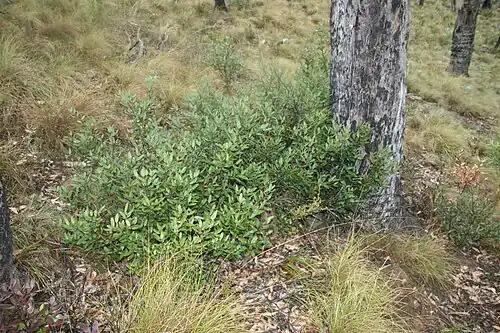 Общий вид подвида Persoonia laurina leiogyna