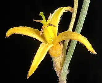 Цветущая P. angustiflora