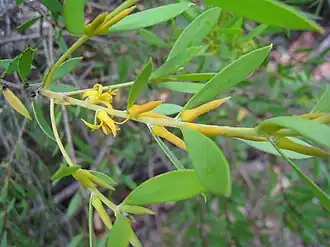 Цветущая ветвь