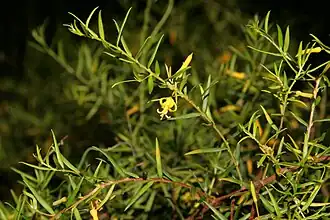 Цветущая P. bargoensis