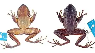 Неотип, взрослый самец