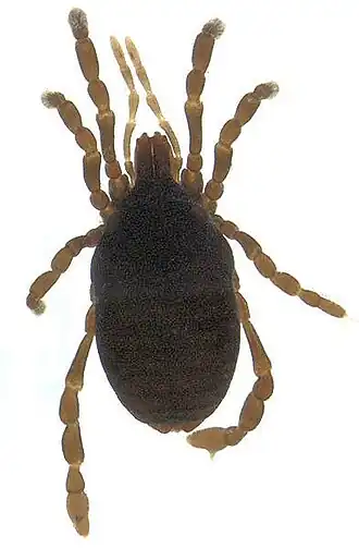 Pettalidae sp.