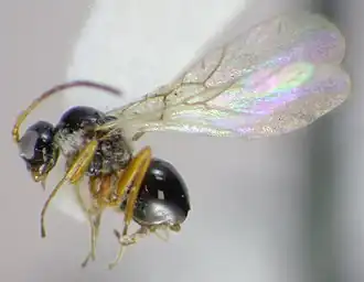 Phaenoglyphis kenaii