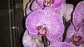 Орхидея