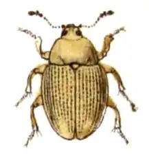 Phaleria cadaverina