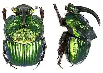 Phanaeus mexicanus