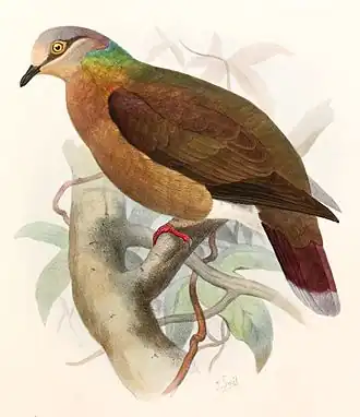 Phapitreron leucotis brevirostris