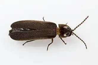 Phausis reticulata