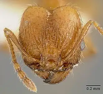 Pheidole acamata