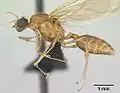 Крылатый самец Pheidole megacephala сбоку