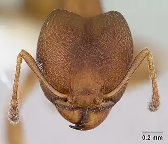 Голова солдата Pheidole radoszkowskii