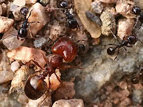 Pheidole xerophila, рабочие и солдат