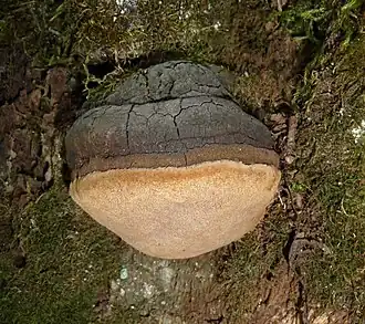 Трутовик ложный (Phellinus igniarius) на стволе погибшего дуба