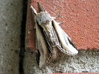 Осиновая хохлатка (Pheosia tremula)