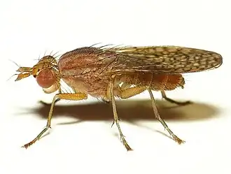 Pherbina coryleti (Scopoli, 1763)