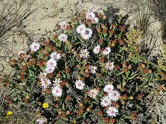 Phiambolia gydouwensis