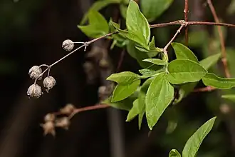 Листва и плоды