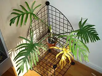 Общий вид растения в горшочной культуре