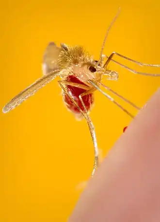 Москит Phlebotomus papatasi