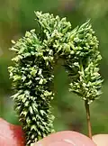 Тимофеевка степная (Phleum phleoides)