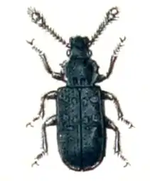 Phloeostichus denticollis