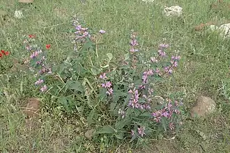 Цветущее растение