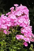 Флокс метельчатый (Phlox paniculata)