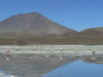 Фламинго Джеймса на озере