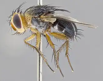 Phosocephala alexanderi