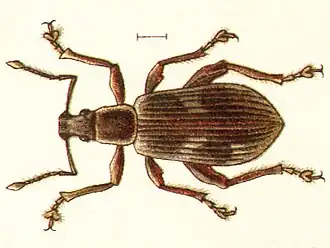 Долгоносик узорчатый листовой