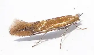 Phyllonorycter corylifoliella