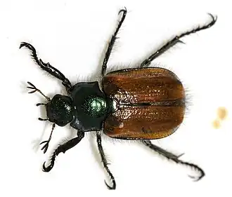 Phyllopertha horticola