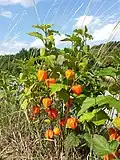Физалис обыкновенный (Physalis alkekengi)