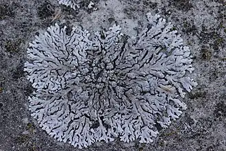 Фисция сизая (Physcia caesia)