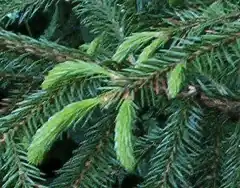 Ель корейская14 марта 2011