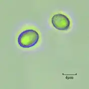 Komagataella phaffii, штамм GS115