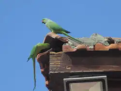 Индийский кольчатый попугай в Тель-Авиве