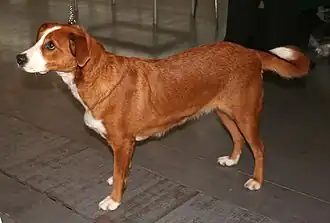 Австрийский пинчер