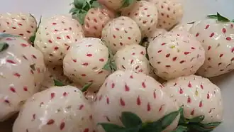 Земляника садовая, белоплодный сорт «Pineberry»