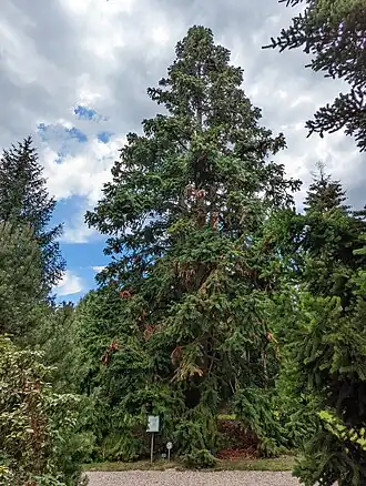 Габитус взрослого дерева